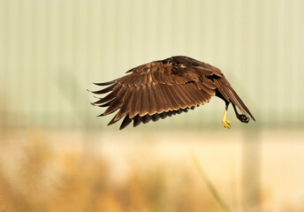 Eurasian Marsh harrier hovering, Bahrain