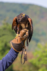 Harris Hawk sits on hand with leather glove