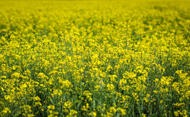 Yellow rapeseed field