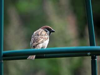 The Eurasian tree sparrow sitting on the plastic lattice and the light green background