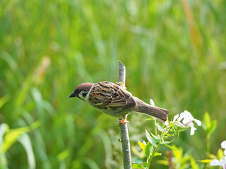 The Eurasian tree sparrow sitting on the wooden stick and the light green background