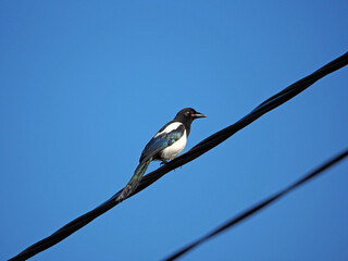 The black-white magpie on the wire on the blue natural sky background