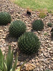 Botanic garden in Melbourne