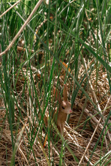 The toy hare is sitting in the tall grass