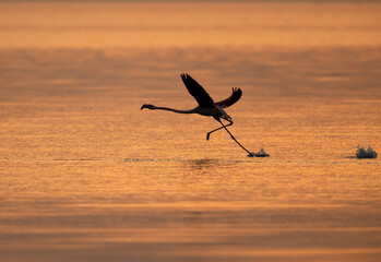 Silhouette of Greater Flamingo takeoff in the morning at Tubli bay, Bahrain