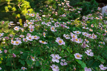Close up photograph of Rosa sempervirens, the evergreen roses