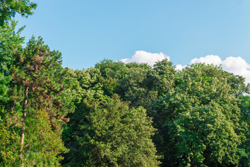 Trees in a botanical garden