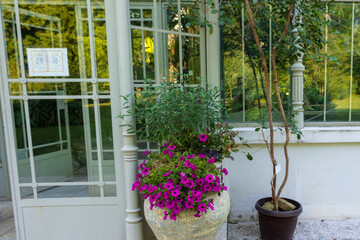 flowers in pots on the windowsill