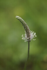 Inflorescence of hoary plantain, Plantago media
