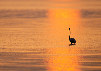 Greater Flamingo  at Tubli bay, Bahrain