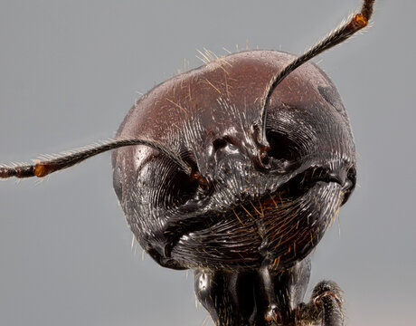 Fototapeta Focus stacking d'insecte - Messor barbarus