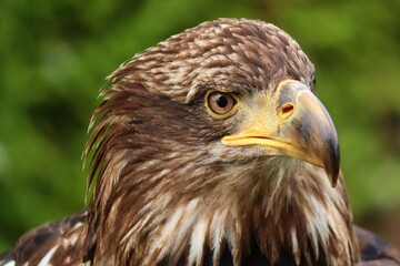 Nahaufnahme Kopf und Schnabel des Steinadler