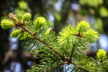 Spruce branch in spring