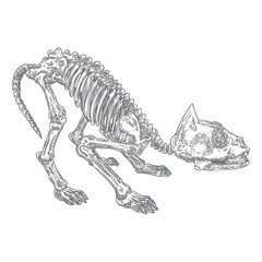 Cat predator skull. Dead animal engraving hand drawing head skull skeleton. Sketch Boho style tattoo. Vector.