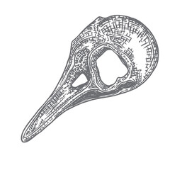 Crow skull. Hand drawn bird skull, line art sketch of raven animal head. Drawing by hand Boho style. Witchcraft, voodoo magic attribute for Halloween. Vector.
