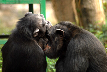 Chimpanzee mother and baby.