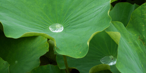 Water droplet on green lotus leaf　ハスの葉と水滴 雨雫と蓮の葉っぱ