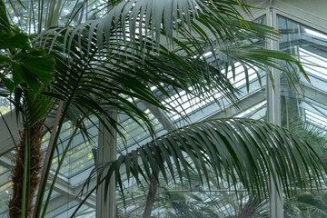 Fototapeta na wymiar Palm tree in a botanical garden