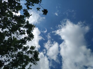  Green leaves of tree and blue sky with cliouds 