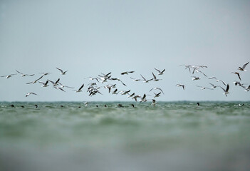 Black-headed gull and cormorant fishing in the morning at Asker coast, Bahrain