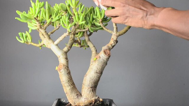Black woman cleaning the leaves of a succulent plant called Crassula ovata Gollum, commonly known as jade plant, lucky plant, money plant or money tree