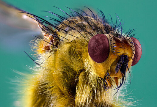 Fototapeta Focus stacking d'insecte - Scatophage du fumier - Scathophaga stercoraria