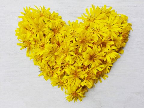 Yellow dandelion flowers heart colorful. Heart symbol of yellow dandelion flowers on wooden white background. Wedding wreath design - yellow dandelion flowers heart. Floral love card concept, top view