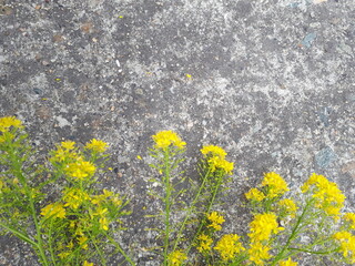 Concrete background, space for text, yellow flowers at the bottom edge. Textures and backgrounds.