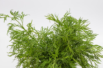 Green dill in a glass. Fresh bunch of greens on a white background. Healthy vegetarian food. Seasoning with herbs on the table.