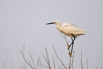 Little Egret perched on twig, Bahrain