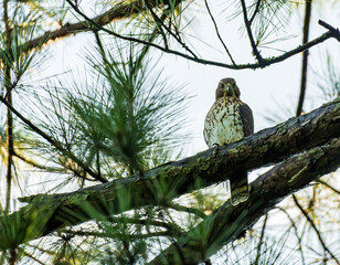 A Coopers Hawk Isolated on a Branch.