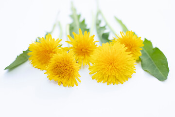 Dandelion isolated on white background.
