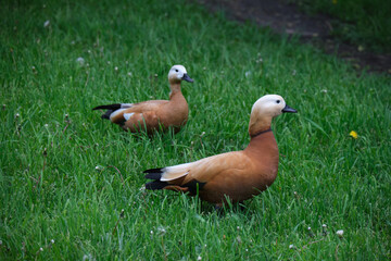 two red ducks are walking on a green lawn