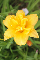 Beautiful yellow lily basking in the sun