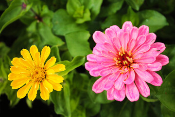 Obraz premium Two girlfriends yellow and pink daisies shine in the sun