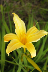 Obraz premium Beautiful yellow lily opened its petals to meet the wind