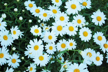 Beautiful texture with daisies in the garden