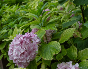 Close up of Hydrangea, the rose flowers