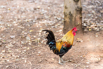 Portrait of beautiful French rooster in the rural village. Selective focus.
