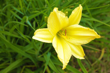 Light yellow lily whispering with the grass