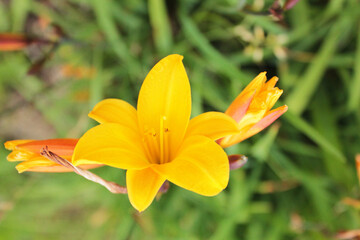 Little orange lily hid from her girlfriends