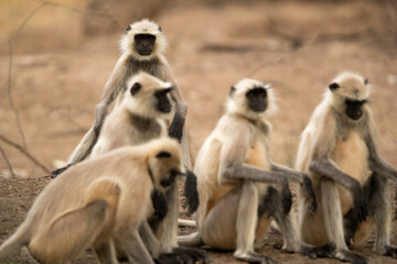 Gray Langurs sitting, Ranthambore National Park