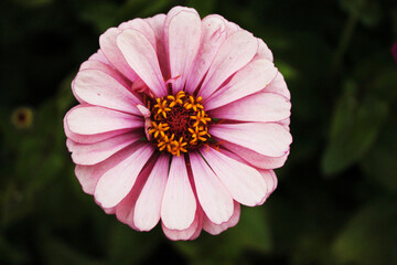 Obraz premium The grace and grace of a chrysanthemum flower