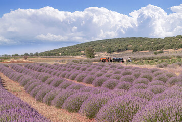 Fototapeta na wymiar Lavender workers with tractor in a lavender field, Kuyucak, Isparta