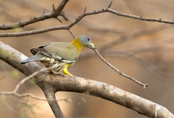 Yellow-footed green pigeon, Ranthambore National park