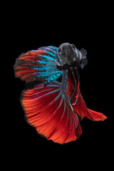 Siamese betta fish in movement