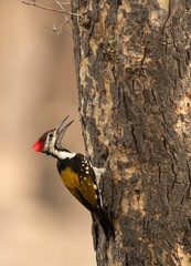 Black-rumped flameback perched on a tree, Ranthambore National park