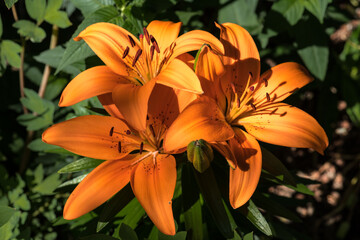 Orange Lily Flower (Lilium bulbiferum)