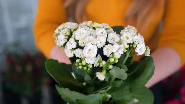 woman holds blooming calanchoe in modern floral shop