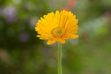 Yellow Gerbera; Beautiful Ornamental Flower.